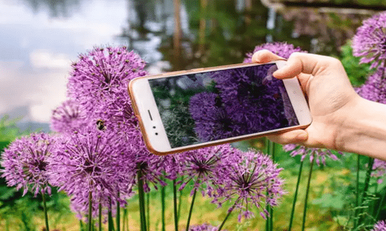 Descubre 3 aplicaciones para identificar plantas
