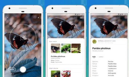 Aplicaciones que te ayudaron a identificar insectos