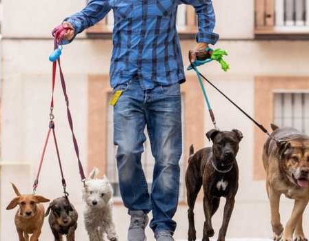 3 Applications to walk your dog