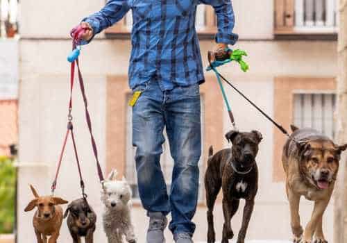 3 برنامه کاربردی برای پیاده روی سگ شما