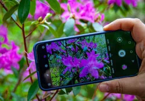 Aplicación para que puedas identificar cualquier tipo de plantas en tu celular